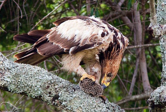 Kampak běžíš, ježku
