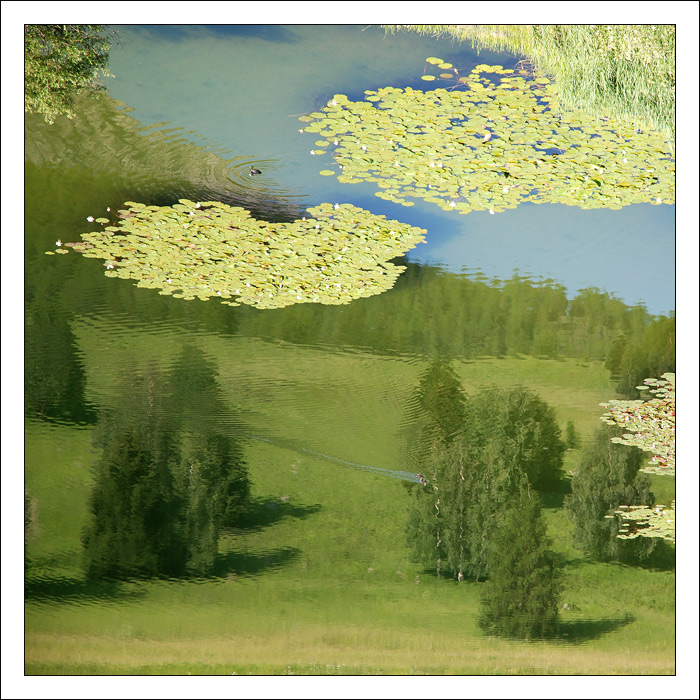 Lesní zátiší s kačenkami