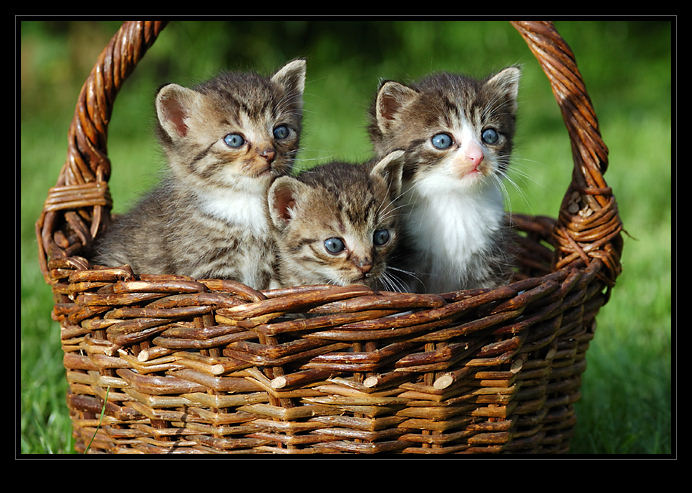 Koťátka v košíku