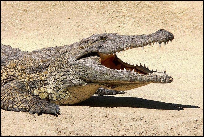 Crock