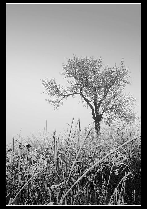 Foggy day