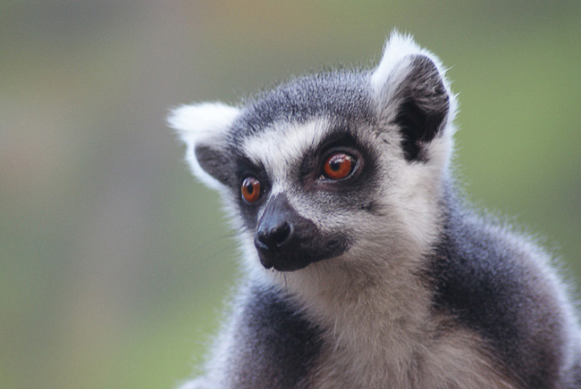 Lemur Kata
