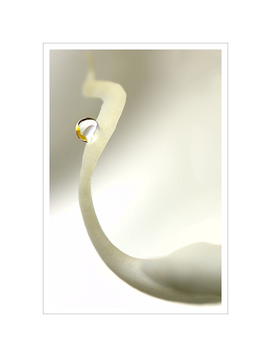Orchidea II