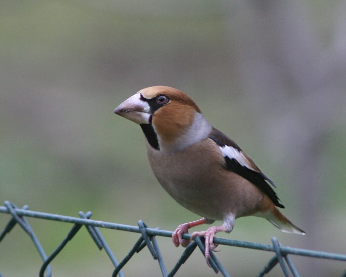 frajer
