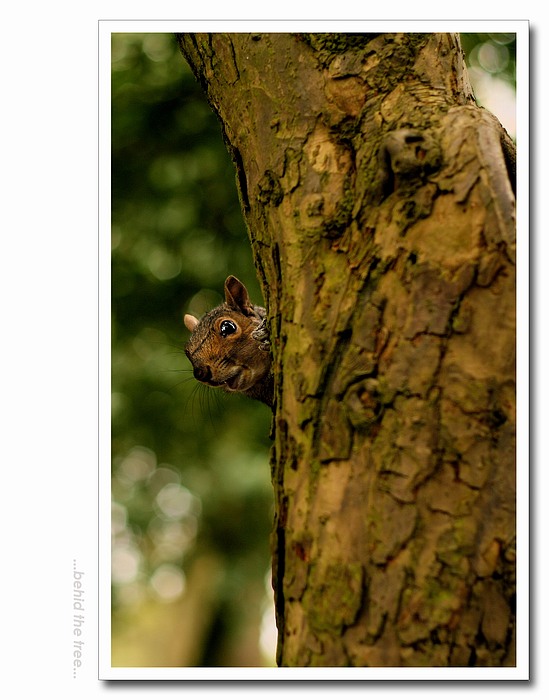...behind the tree...