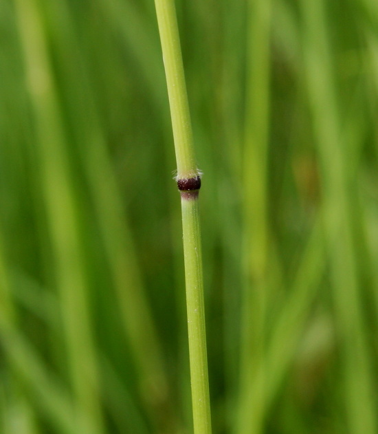 stéblo