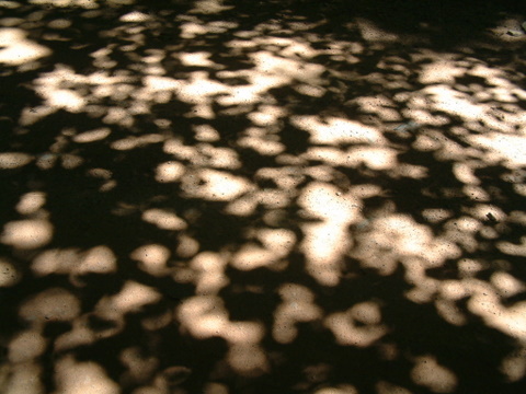 cesta