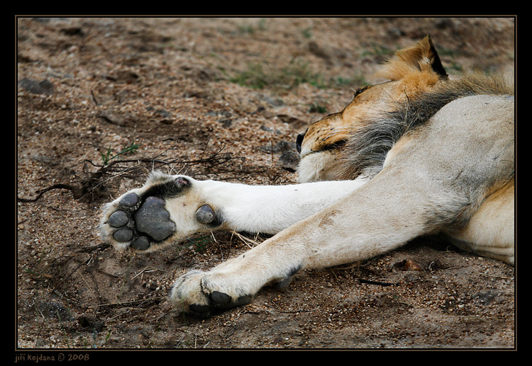 Z Krugerova parku v JAR
