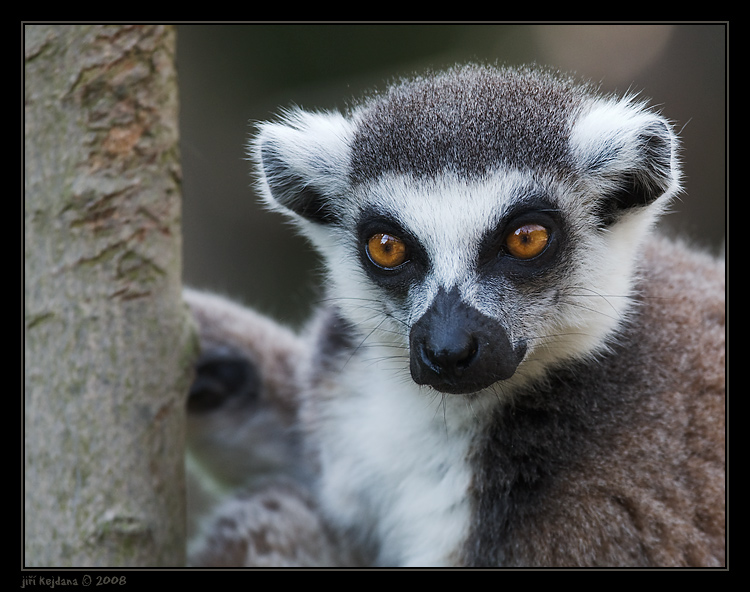 Lemur