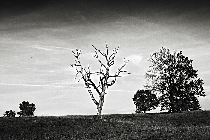 ...louky III...