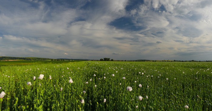 maková....