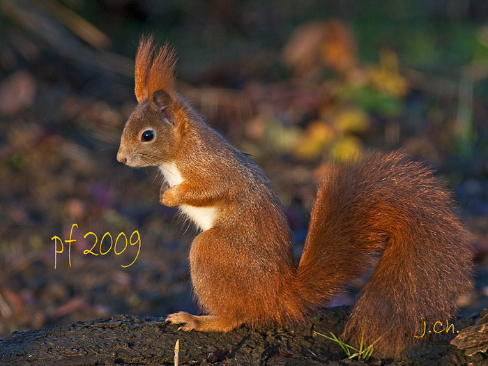 péefko :)