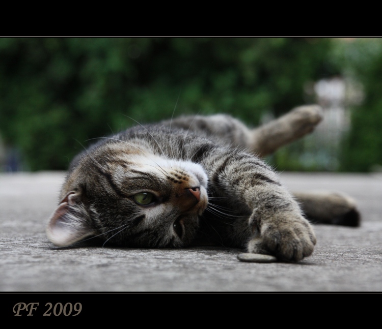 *pf 2009*