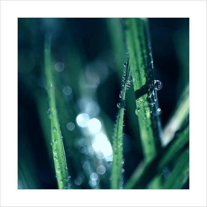 *** Ranní rosou ***