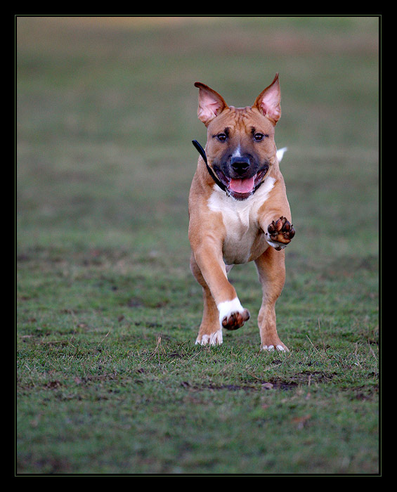 ...prisaham tady na psi packu, ze sem ho do toho zadku nekous ...