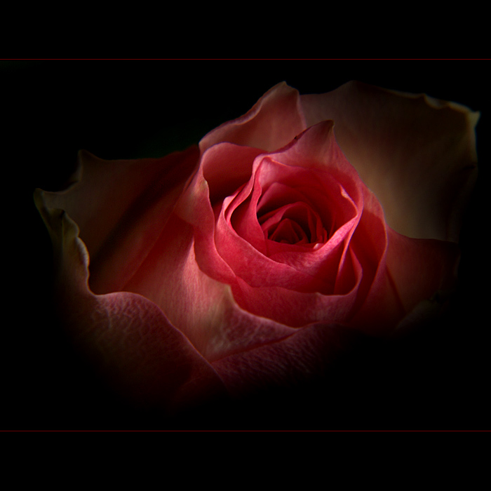 ***RŮŽOVÁ SPIRÁLA***