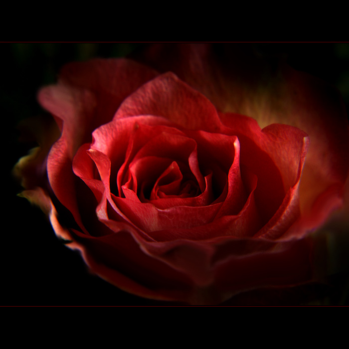 ***RŮŽOVÁ SPIRÁLA II.***