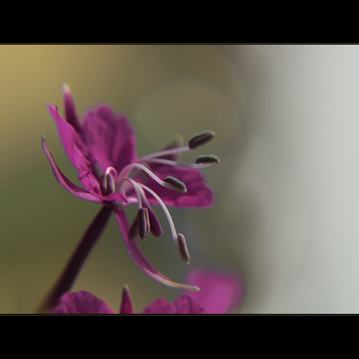 ***ZVĚDAVÉ PESTÍKY***