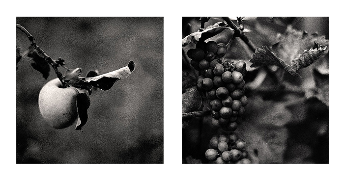 calvados and wine