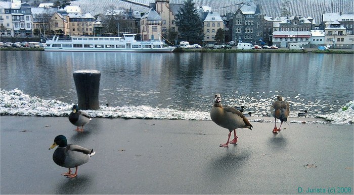 Germany 2008 - Chilly Morning in Bernkastel