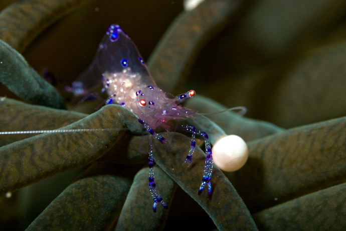 Anemone Partner Shrimp