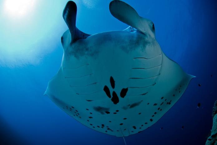 Manta na hlavě