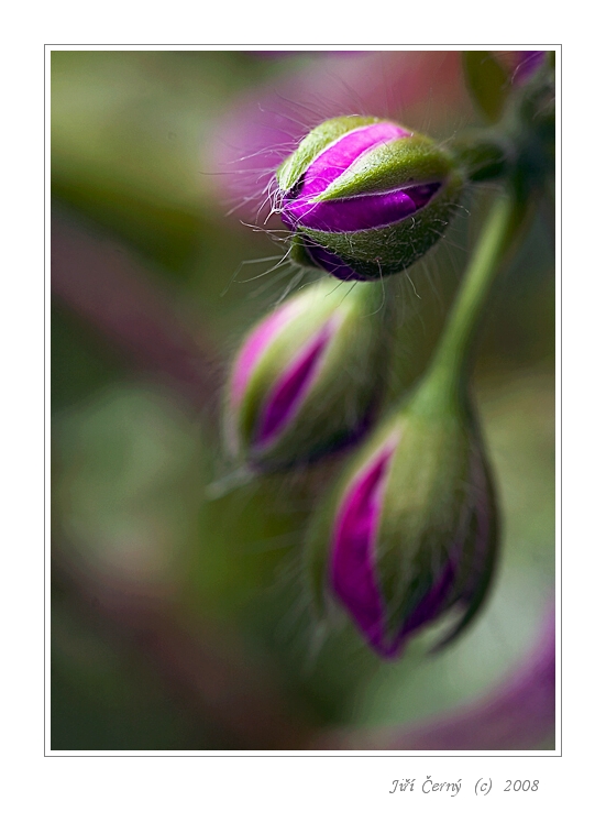 Fialové hlavičky...