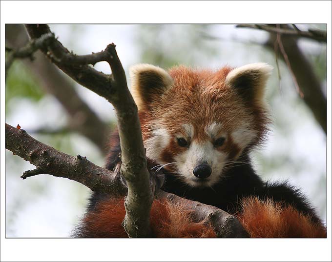 Panda červená