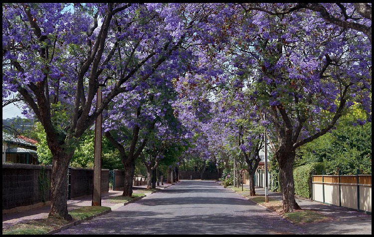 Už zase kvetou jackarandy