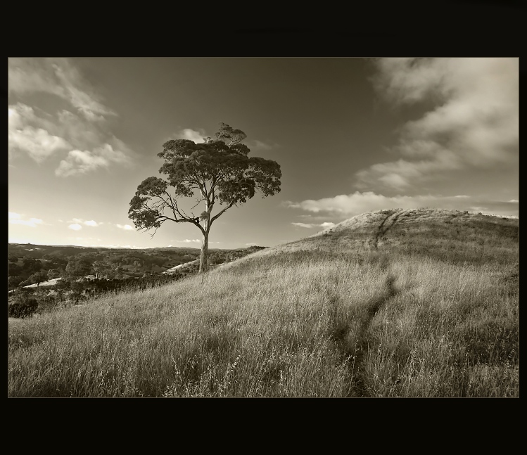 Strom a ovčí chodníček