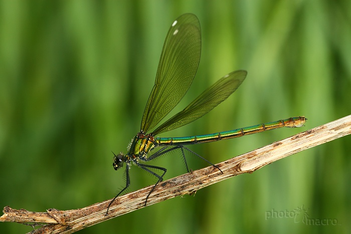 Motýlice lesklá (Calopteryx splendens) samička