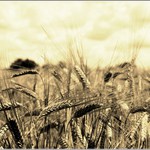 Žňová reminiscence