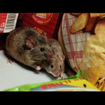 parťáci ve spíži