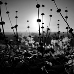 Probouzející se prales