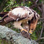 Kampak běžíš, ježku