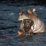 Noční hippoterapie