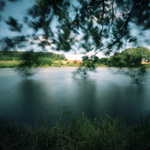 na hladině rybníka...