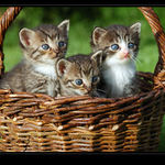 Koťátka v košíku