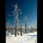 V sedle Holubníku - 999 m.