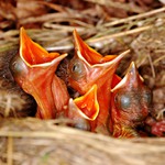 ...Velké zobáky...