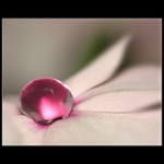 Růžové něžnosti..