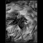 S trnovou korunou...