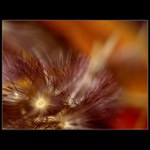 Rozpustilé vlásky II..