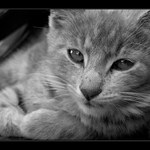 ♥ Bobu, šelma kočkovitá...♥