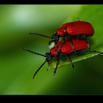  jen ať nespadnem, miláčku!