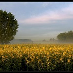 Ráno pri jarere III