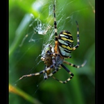 Křižák pruhovaný