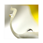 Orchidea I