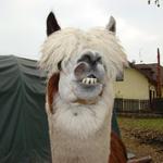 Lama