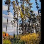 I malá cesta vede domů